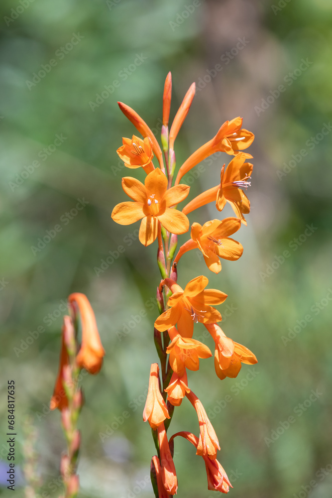 Close up of orange bugle lily (Watsonia) flowers in bloom Close up of orange bugle lily (Watsonia) flowers in bloom