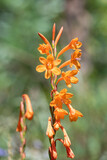 Close up of orange bugle lily (Watsonia) flowers in bloom