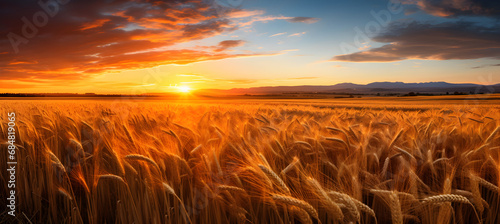 Wheat field on sunset © Kateryna Kordubailo
