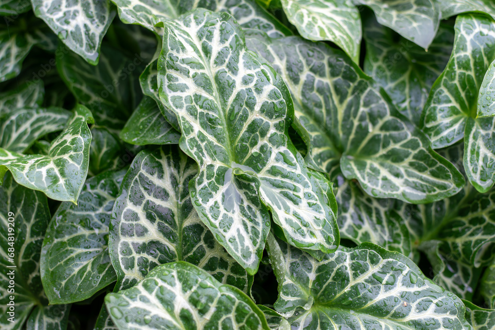 Arum italicum. Green leafs with rain drops,Italian Arum plants Arum italicum. Green leafs with rain drops,Italian Arum plants