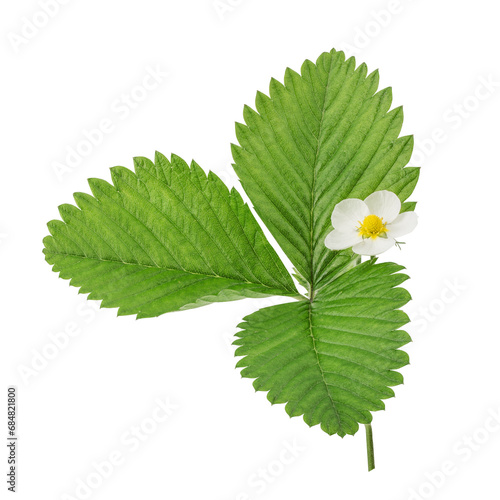 Strawberry leaves and flower isolated on white background with clipping path