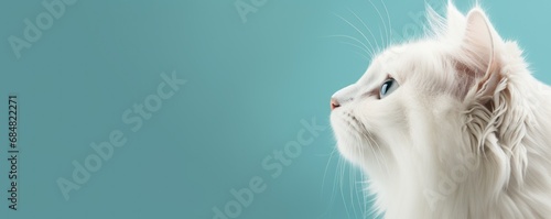close up white cat whit solid background photo