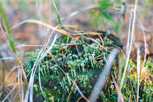 Moss and True cup lichen on an old stump. Pixie Cup Lichen. Cladonia chlorophaea. Cladonia pyxidata. Selective focus. Kreminna Nature Reserve, Lugansk reg., Ukraine. photo