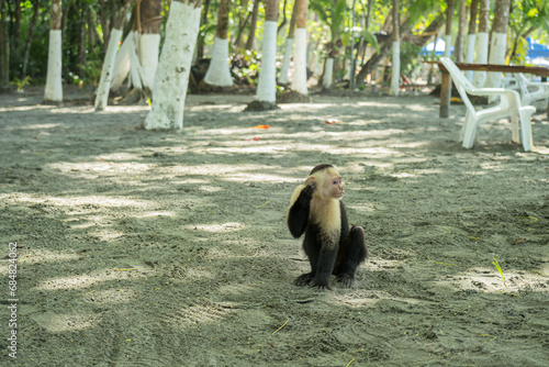Photography Typical Costa Rican capuchin monkey sitting on the beach under green tropical trees