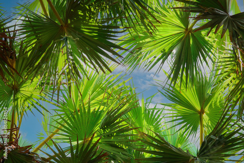 Palm trees with a clear blue sky. Exotic tropical nature pattern