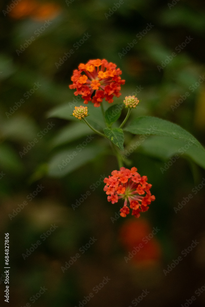 Flores anaranjadas en fondo de naturaleza Flores anaranjadas en fondo de naturaleza