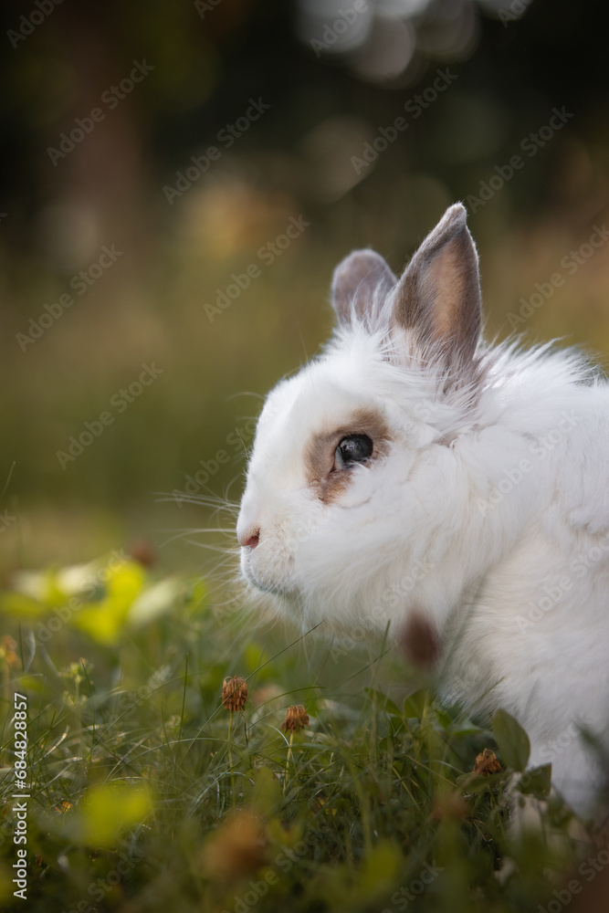 Side Portrait of White Lionhead Rabbit on a Meadow. Cute Vertical Profile of a Domestic Animal. Adorable Pet on the Garden Grass. Side Portrait of White Lionhead Rabbit on a Meadow. Cute Vertical Profile of a Domestic Animal. Adorable Pet on the Garden Grass.
