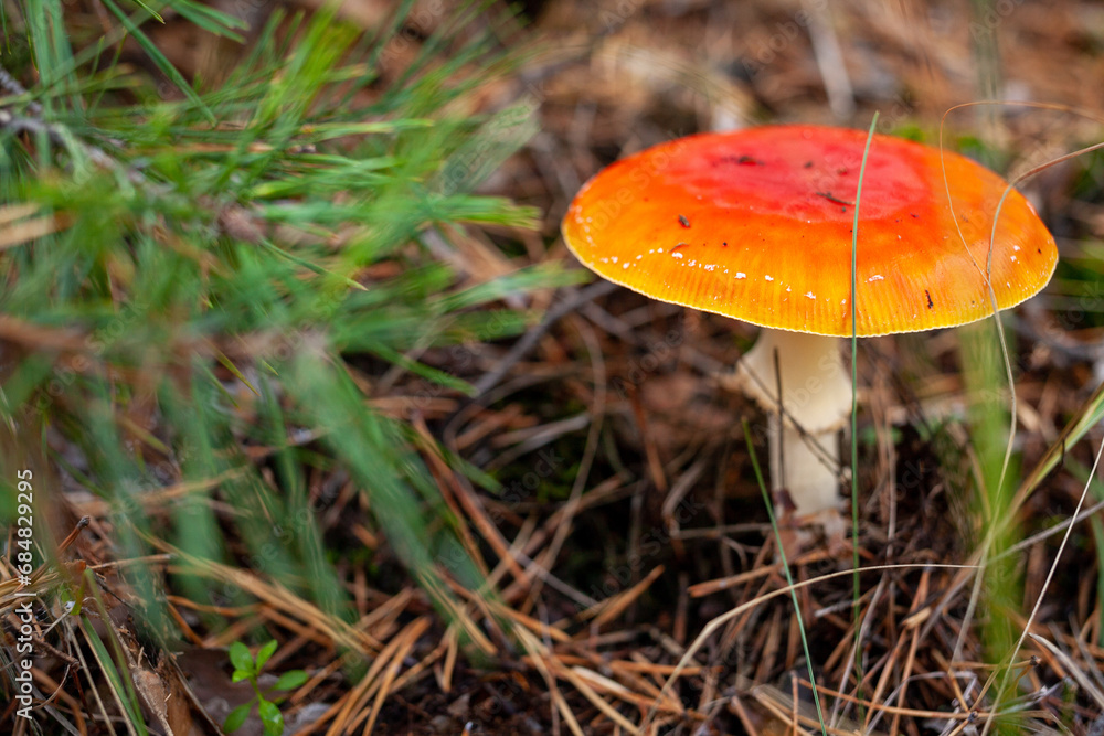 Red fly agaric mushroom in a coniferous forest. Close-up of a mushroom cap. Selective focus. Amanita muscaria. Red fly agaric mushroom in a coniferous forest. Close-up of a mushroom cap. Selective focus. Amanita muscaria.