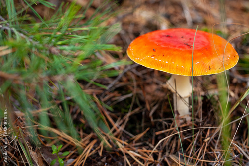 Red fly agaric mushroom in a coniferous forest. Close-up of a mushroom cap. Selective focus. Amanita muscaria.