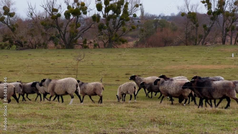Lovely fatty fluffy sheep walking by the dried meadow in autumn. Countryside houses at backdrop. Lovely fatty fluffy sheep walking by the dried meadow in autumn. Countryside houses at backdrop.