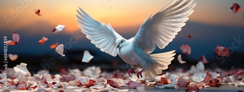 white dove flying photo