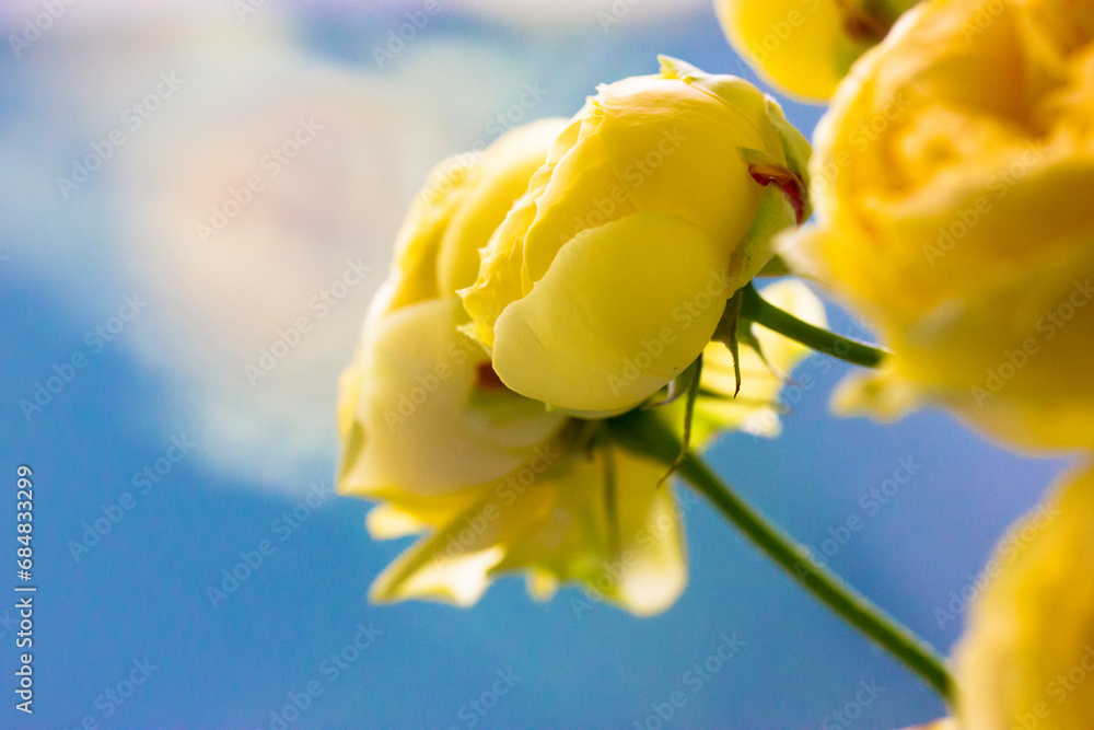Fototapeta premium Peony-shaped roses buds. Beautiful yellow Austin roses bouquet. Amazing flowers with delicate petals view from above in florist's store. Greeting card for birthday, Mother's Day, anniversary, March 8.