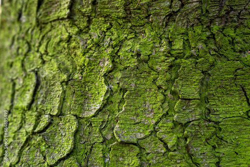 Green moss on a tree trunk