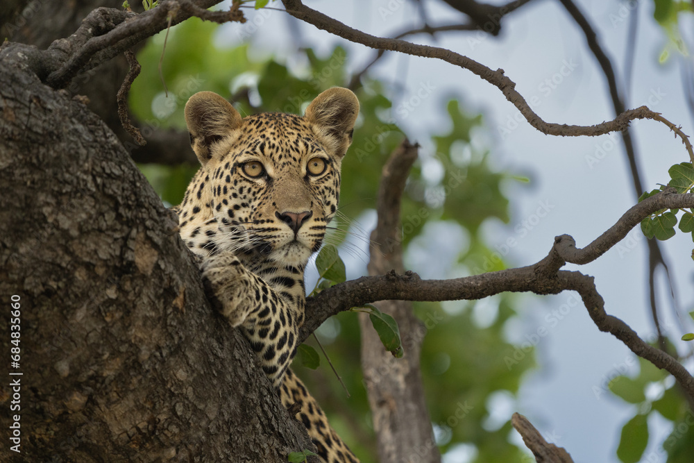 Fototapeta premium Young Female Leopard In Tree
