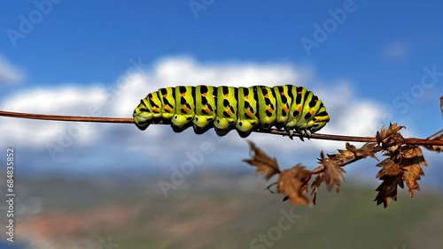 Black swallowtail butterfly caterpillar on a branch, approaching pupation. photo