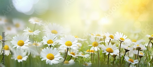In a sunny summer field, amidst the lush green garden, a beautiful floral paradise emerged with vibrant petals of yellow, blossoming daisies, captivating the eyes of any nature lover.