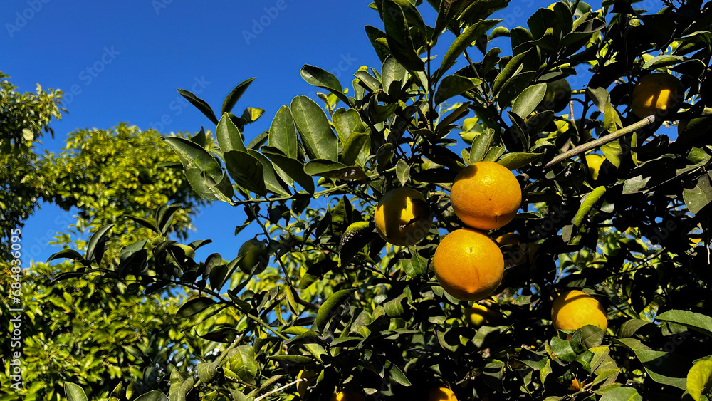 Ripe orange fruits on a tree branch.