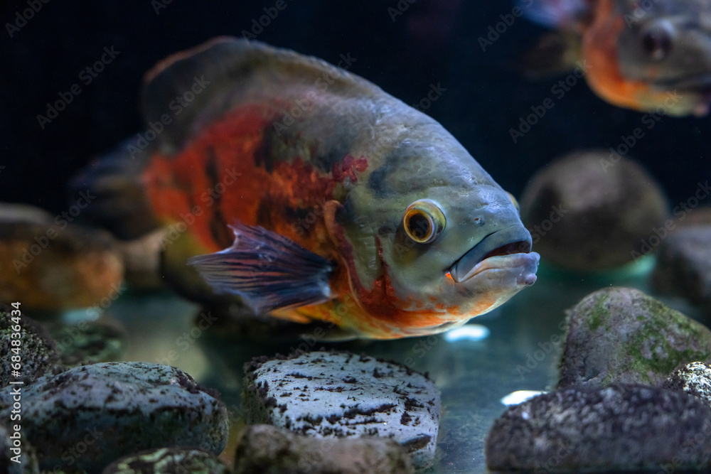 Fish in an aquarium Fish in an aquarium