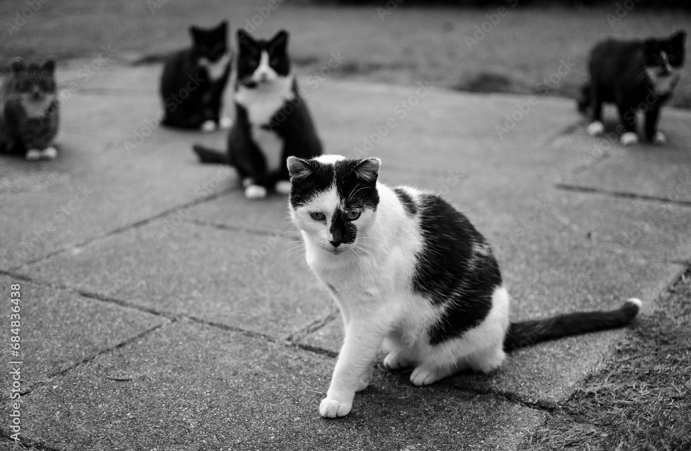 Portrait of an adult cat in black and white