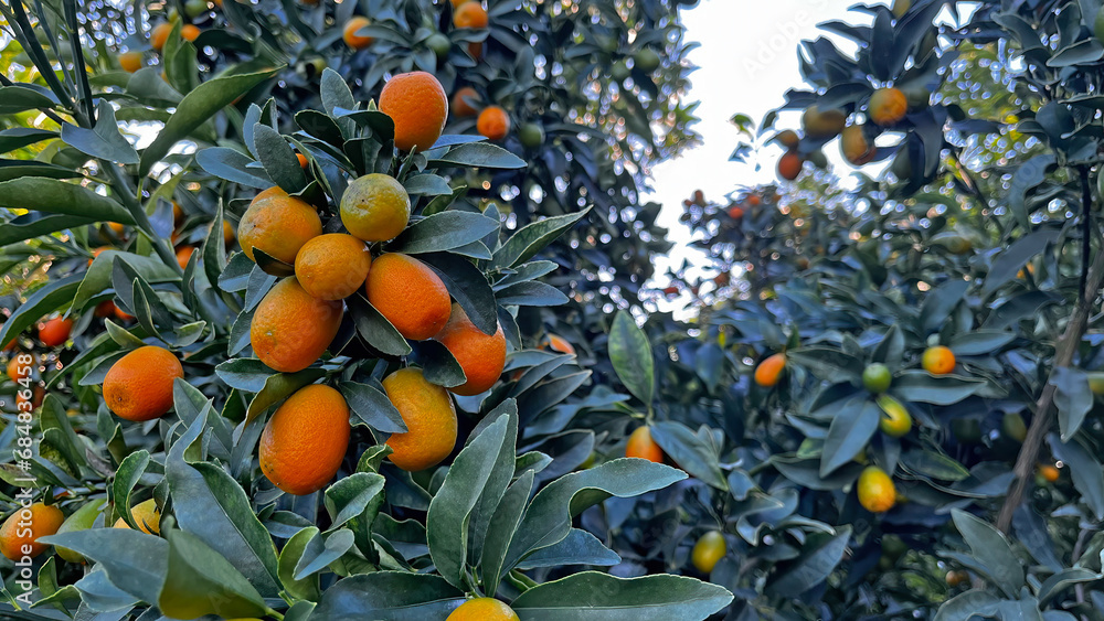 Mini kumquat plant and its fruits. In Turkish it is called Mini kumquat plant and its fruits. In Turkish it is called