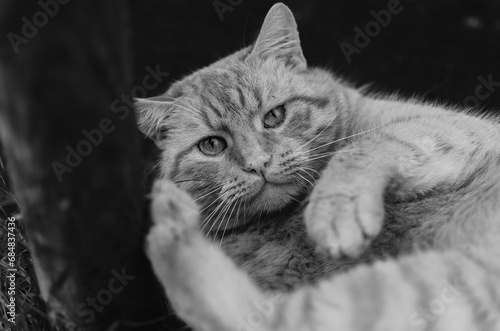 Portrait of an adult cat in black and white © Mariola.fot