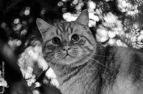  Portrait of an adult cat in black and white of a cat outdoors photo