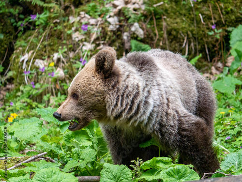 przyroda, nature, ptaki, niedźwiedź brunatny, miś, pluszcz, łanie, krokusy, przyroda, góry, tatry, wiewiórka, zięba, rudzik. wild, życie zwierząt, kwiaty, rośliny, pory roku, kózki, jesień, wiosna, śm