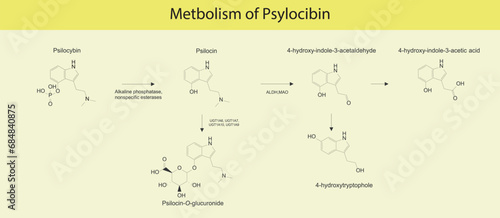 Diagram showing metabolism of Psilocybin metbolic pathways via alkaline phosphatase, esterases, MAO, UGT and more. Biotransofrmation.Scientific illustration on yellow background.