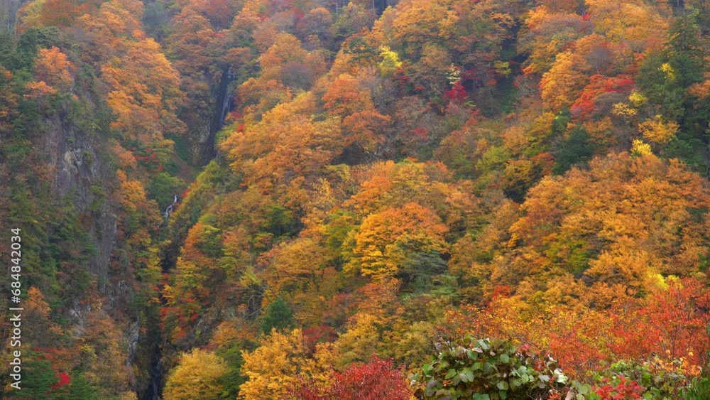 八滝周辺の紅葉 八滝周辺の紅葉