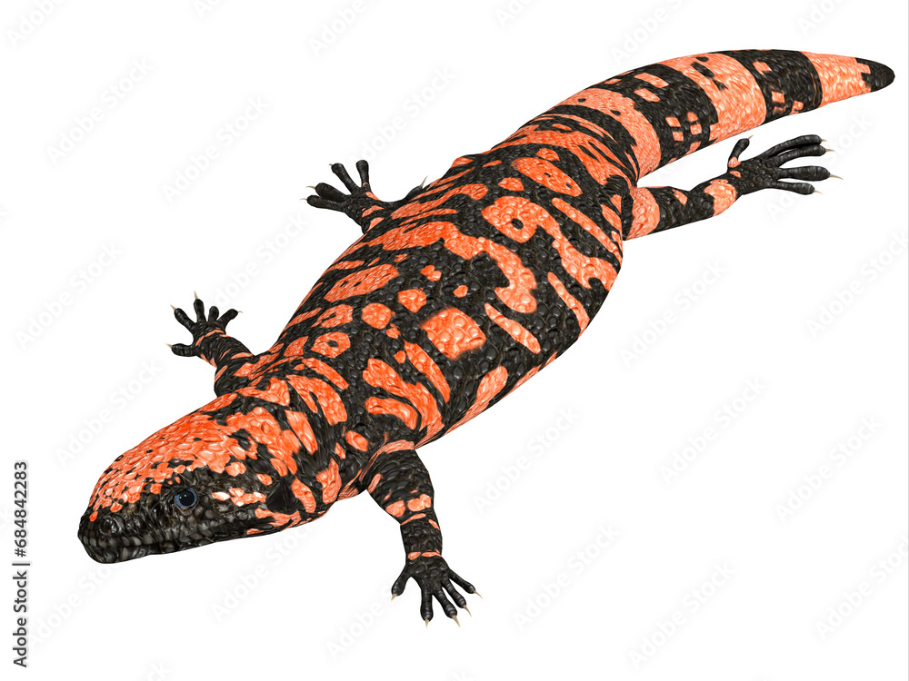 Orange Gila Monster - The Orange Gila Monster is a poisonous carnivorous lizard that lives in Mexico and the Southern United States. Orange Gila Monster - The Orange Gila Monster is a poisonous carnivorous lizard that lives in Mexico and the Southern United States.