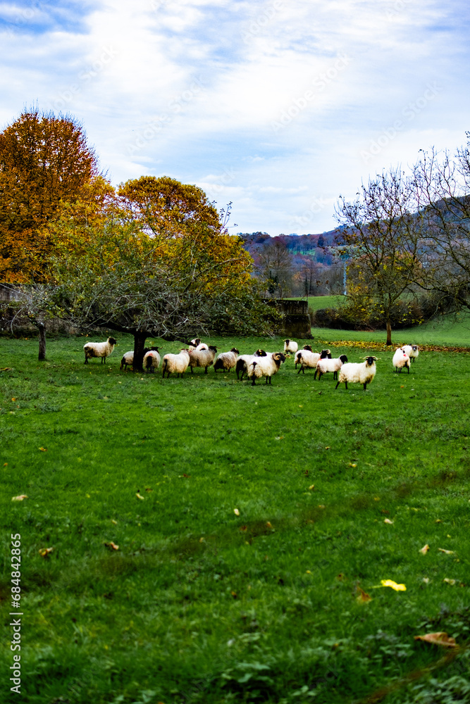 European rural scene: sheep, autumn trees. European rural scene: sheep, autumn trees.