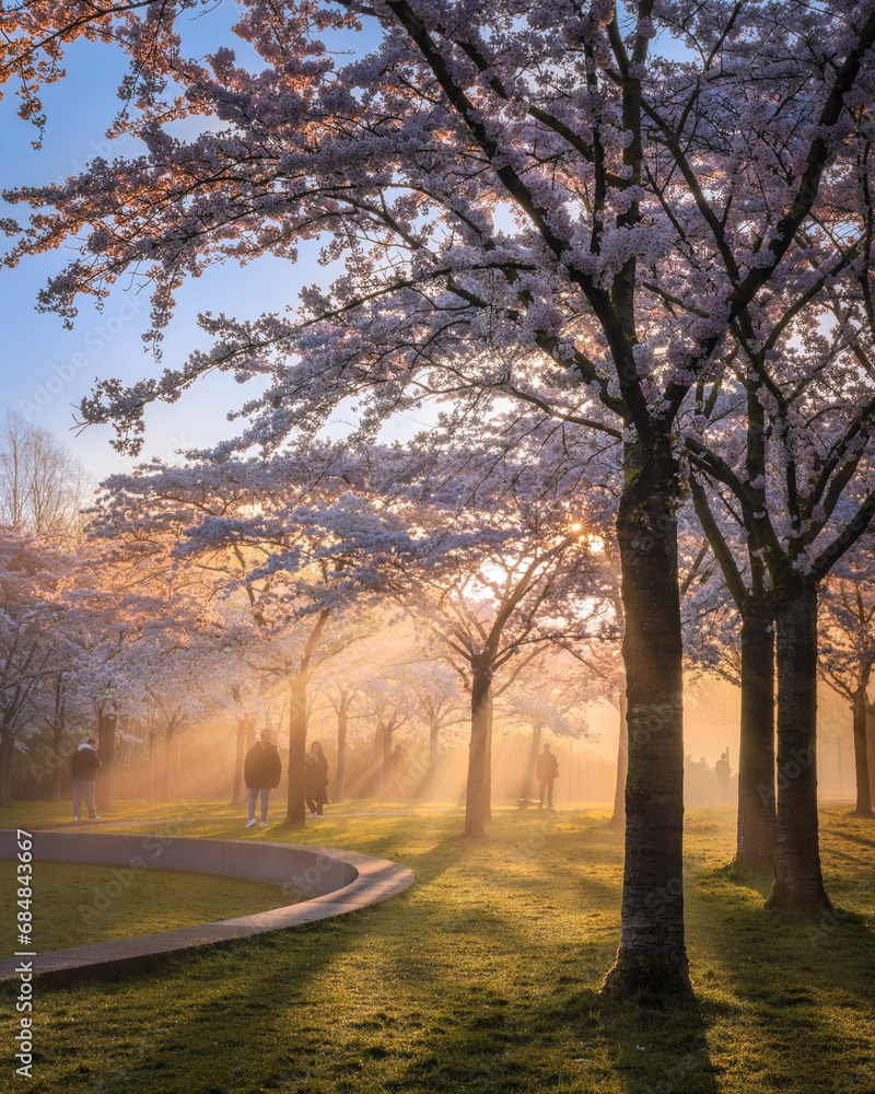 Ταπετσαρία Sunlit Cherry Blossom Park with Morning Rays and Visitors in Amsterdamse Bos in