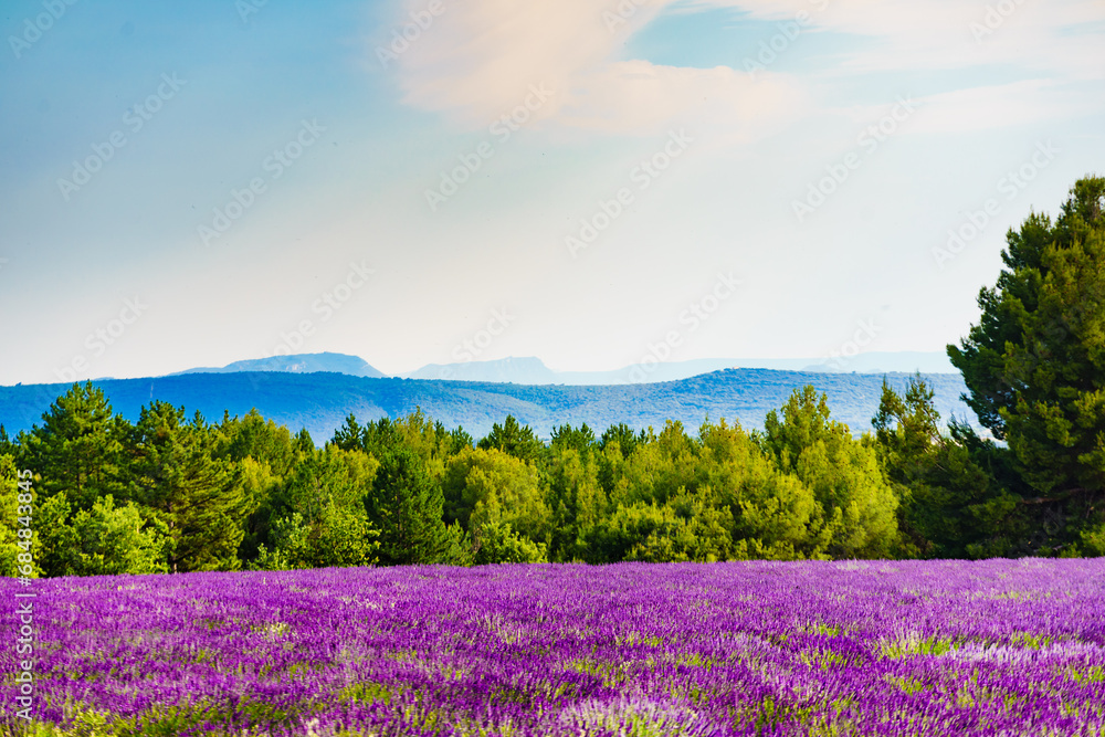 Fototapeta premium Provence landscape with lavender fields, France