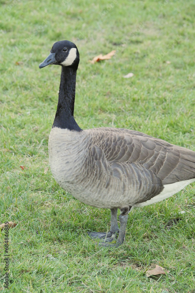Canadian goose at Stanley Park in Vancouver, British Columbia, Canada Canadian goose at Stanley Park in Vancouver, British Columbia, Canada