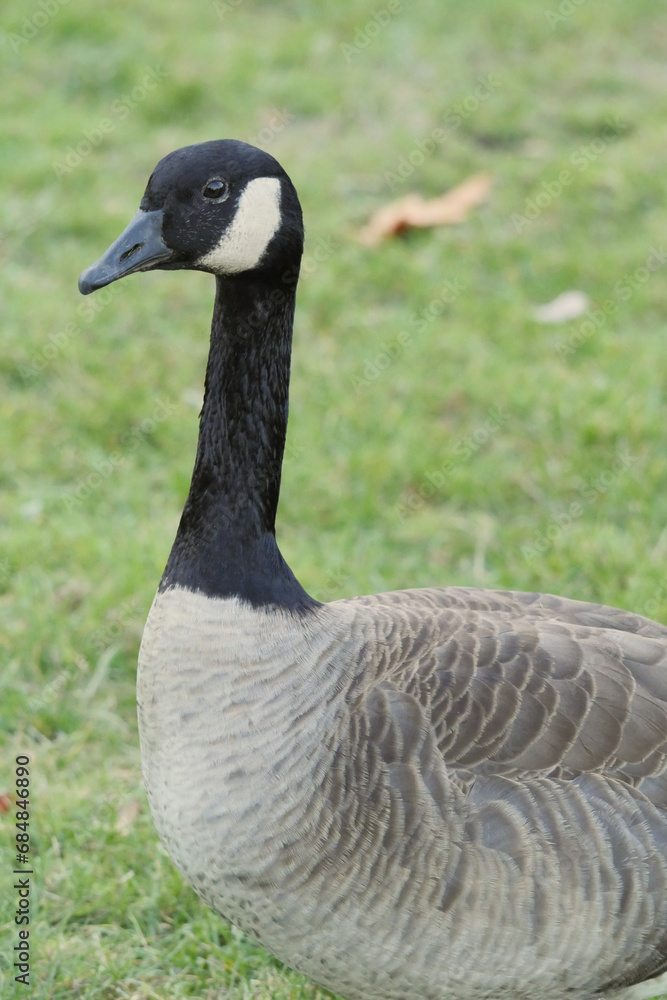 Canadian goose at Stanley Park in Vancouver, British Columbia, Canada Canadian goose at Stanley Park in Vancouver, British Columbia, Canada