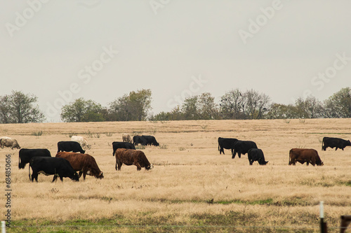 Cow farm in the distance 