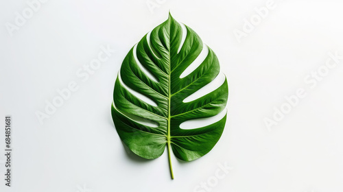 green leaf of a tropical plant on a white background, isolate, nature, spring, garden, ecology, forest, environment, greens, flora, botany, herbarium, ecology, eco-friendly