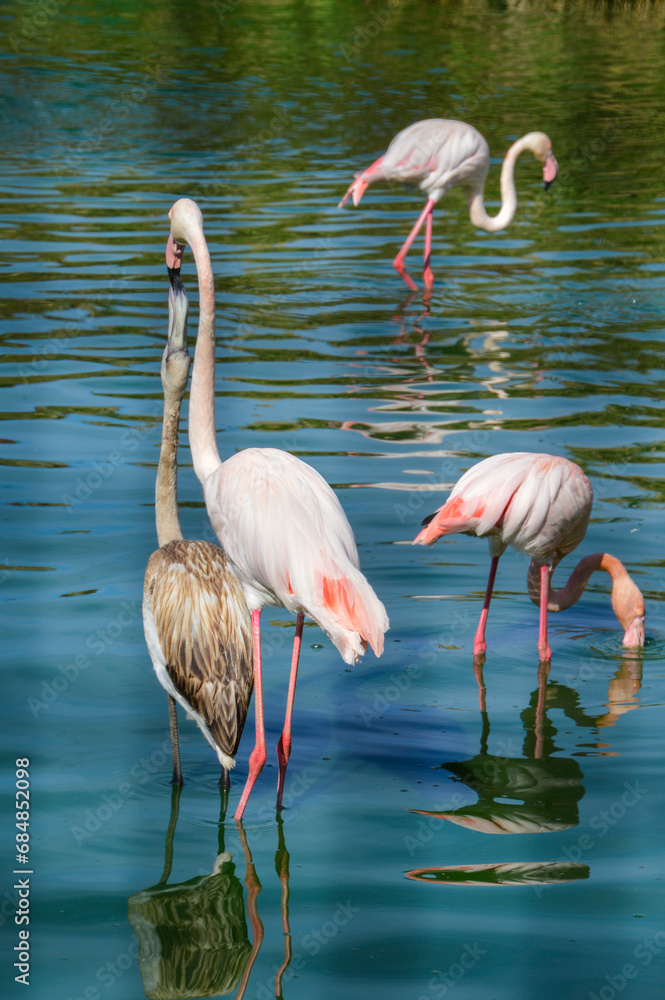 Feeding young bird group of flamingos in the lake Feeding young bird group of flamingos in the lake