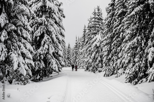 Cross country skiing track in the forest of Jizera Mountains, Czechia photo