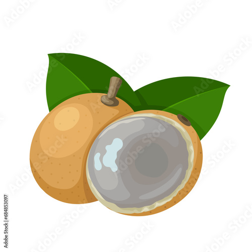 Vector illustration, pitomba fruit, scientific name Talisia esculenta, isolated on white background.