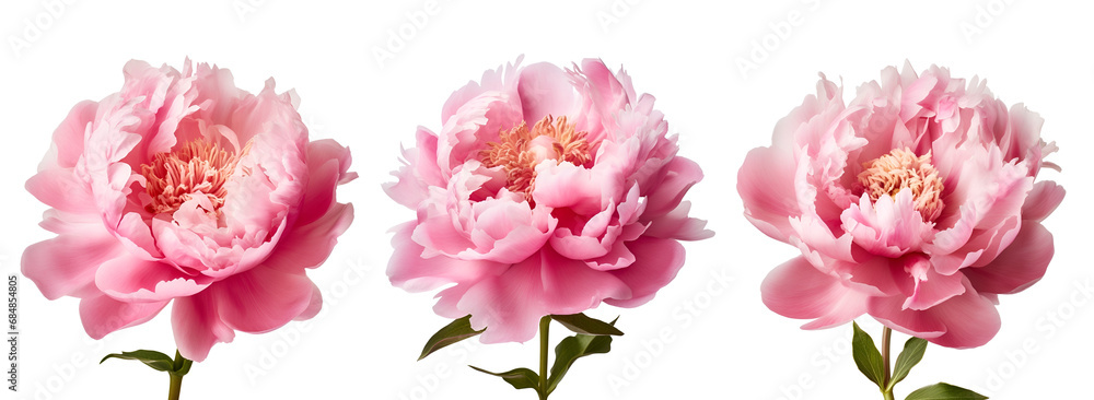 Peony flowers, beautiful and pink: a set, Isolated on Transparent Background, PNG