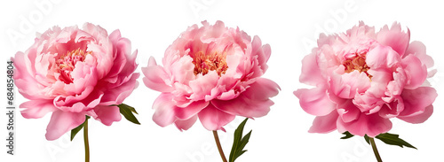 A beautiful set of peony flowers in pink, Isolated on Transparent Background, PNG