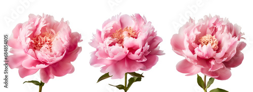 Peony flowers, beautiful and pink: a set, Isolated on Transparent Background, PNG