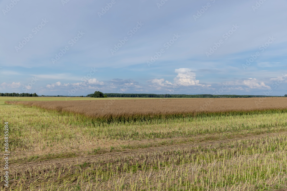 an agricultural field where the harvest of oilseed rape grows