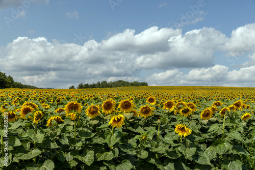 agricultural field with sunflowers in the summer