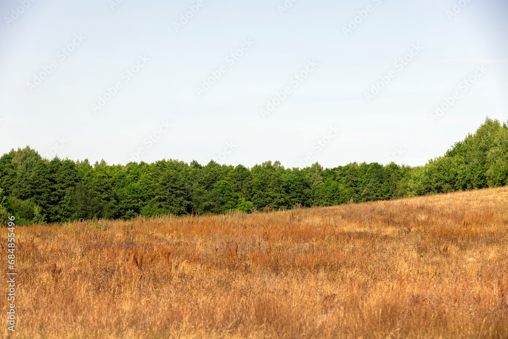 Obraz premium drying yellow grass illuminated by sunlight