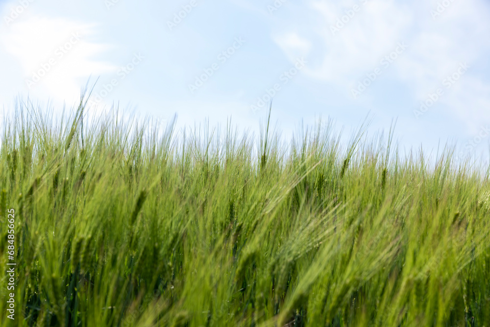 agricultural field with green cereals in summer agricultural field with green cereals in summer