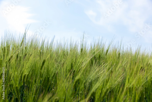 agricultural field with green cereals in summer