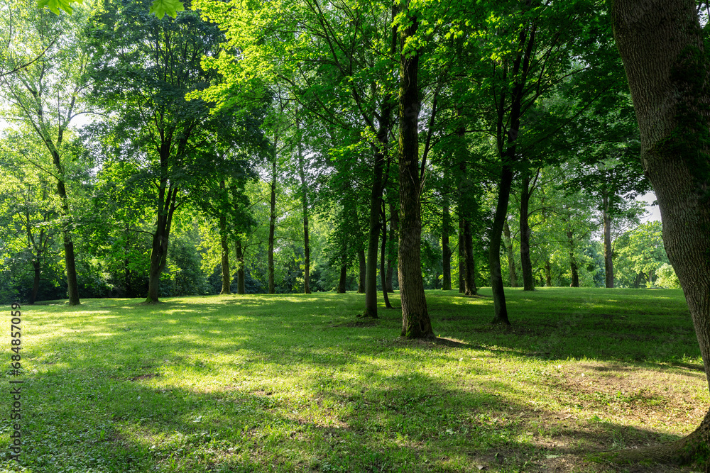 beautiful maple tree foliage with green foliage beautiful maple tree foliage with green foliage