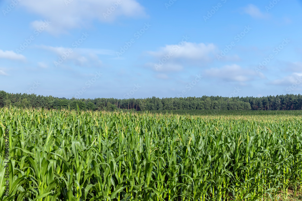 a field with green tall corn and corn cobs a field with green tall corn and corn cobs